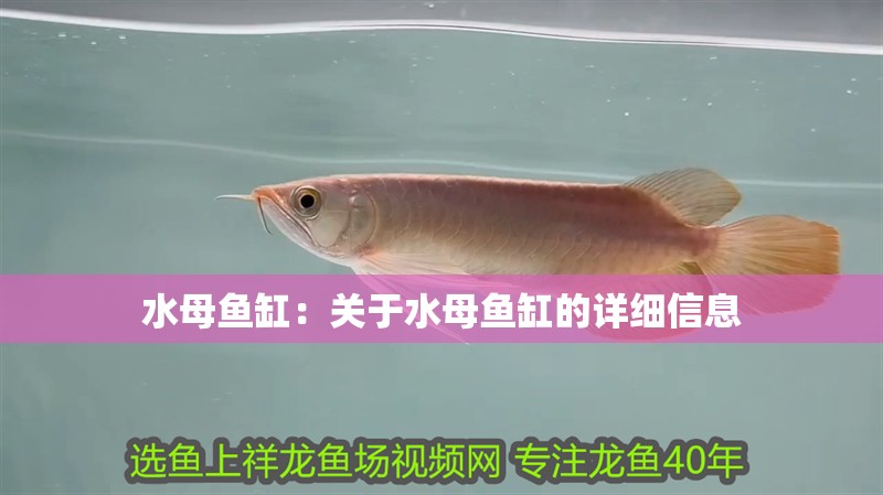 水母魚缸：關于水母魚缸的詳細信息