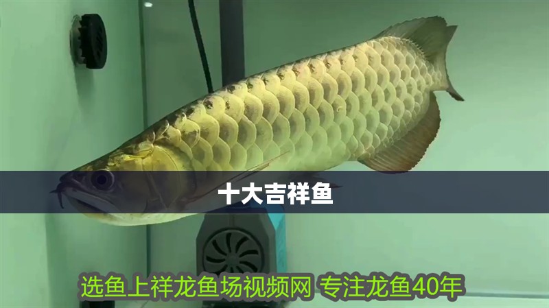 十大吉祥魚