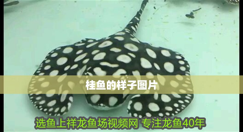 桂魚的樣子圖片