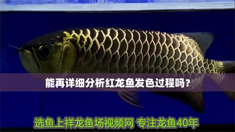 能再詳細分析紅龍魚發色過程嗎？