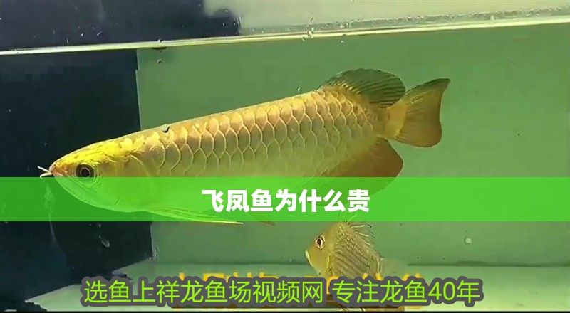 飛鳳魚為什么貴