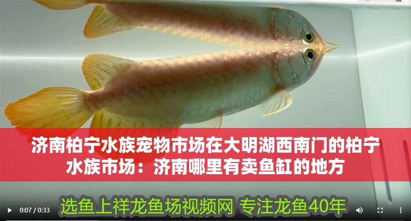 濟南柏寧水族寵物市場在大明湖西南門的柏寧水族市場：濟南哪里有賣魚缸的地方