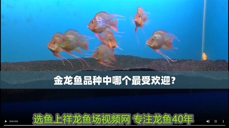 金龍魚品種中哪個最受歡迎？