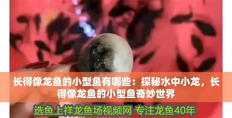 長得像龍魚的小型魚有哪些：探秘水中小龍，長得像龍魚的小型魚奇妙世界