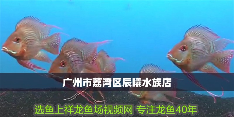 廣州市荔灣區(qū)辰曦水族店