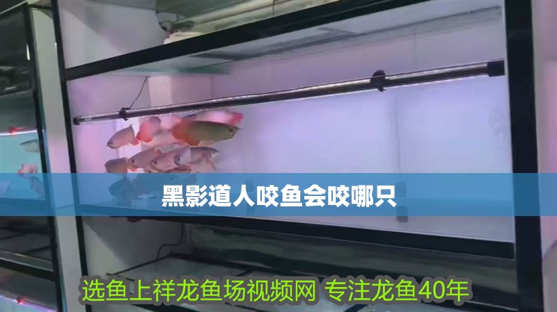 黑影道人咬魚會咬哪只