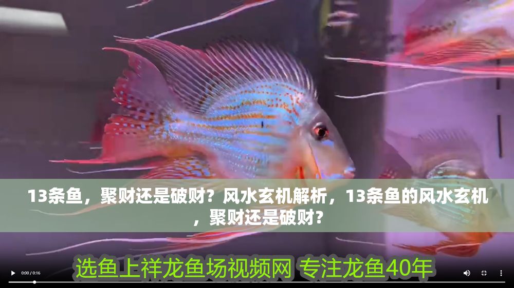 13條魚，聚財還是破財？風水玄機解析，13條魚的風水玄機，聚財還是破財？