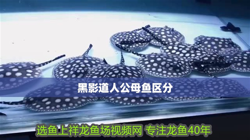 黑影道人公母魚區分