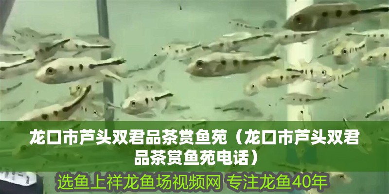 龍口市蘆頭雙君品茶賞魚苑（龍口市蘆頭雙君品茶賞魚苑電話）