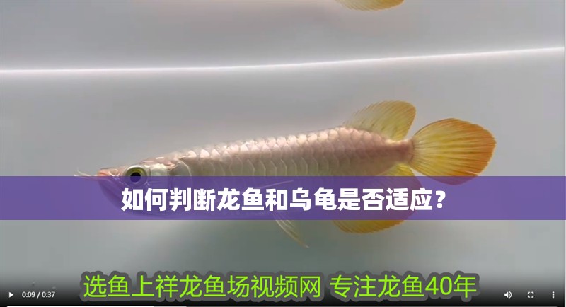 如何判斷龍魚和烏龜是否適應？