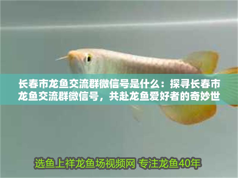 長春市龍魚交流群微信號是什么：探尋長春市龍魚交流群微信號，共赴龍魚愛好者的奇妙世界