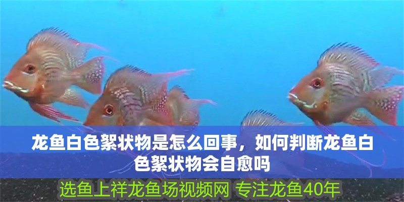 龍魚白色絮狀物是怎么回事，如何判斷龍魚白色絮狀物會自愈嗎