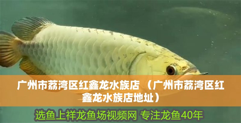 廣州市荔灣區(qū)紅鑫龍水族店 （廣州市荔灣區(qū)紅鑫龍水族店地址）