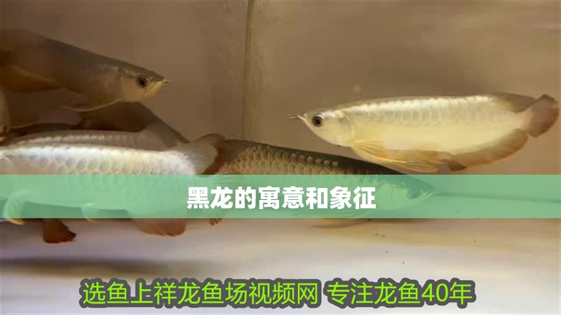 黑龍的寓意和象征 黑龍的寓意和象征 龍魚論壇