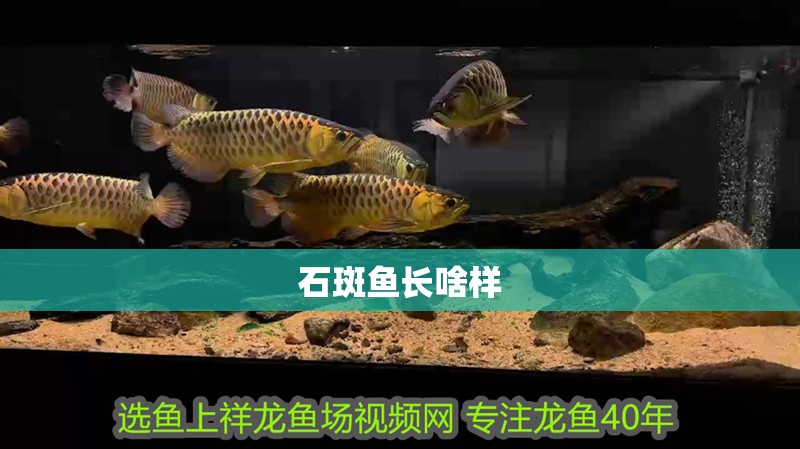 石斑魚(yú)長(zhǎng)啥樣 石斑魚(yú)長(zhǎng)啥樣 龍魚(yú)論壇
