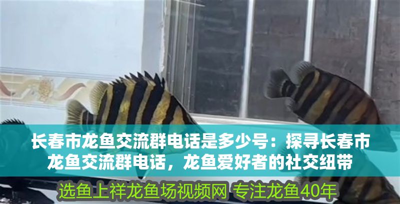 長春市龍魚交流群電話是多少號：探尋長春市龍魚交流群電話，龍魚愛好者的社交紐帶