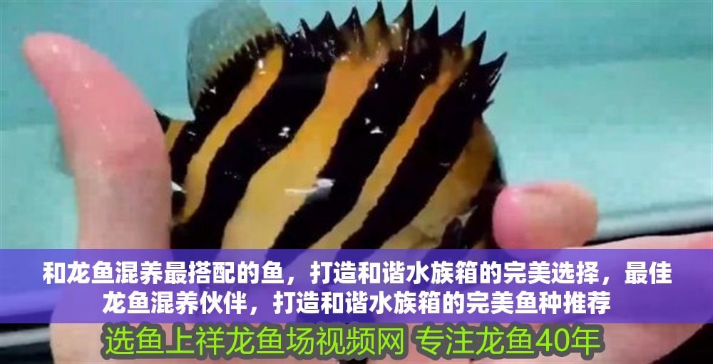 和龍魚混養最搭配的魚，打造和諧水族箱的完美選擇，最佳龍魚混養伙伴，打造和諧水族箱的完美魚種推薦