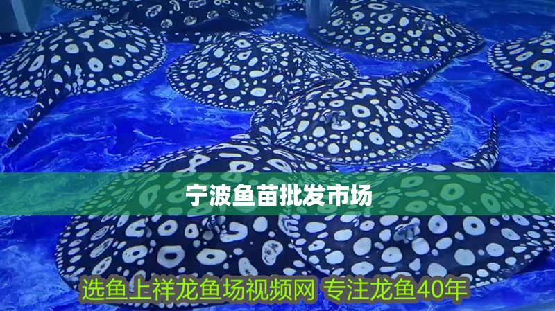 寧波魚(yú)苗批發(fā)市場(chǎng) 寧波魚(yú)苗批發(fā)市場(chǎng) 龍魚(yú)論壇