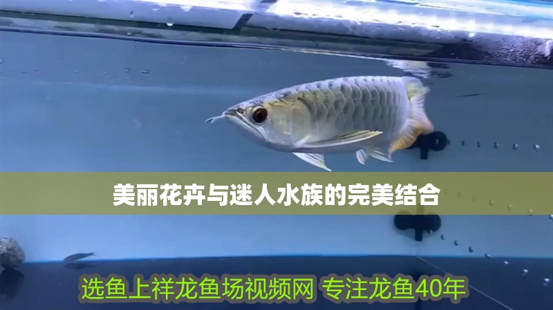 美麗花卉與迷人水族的完美結合