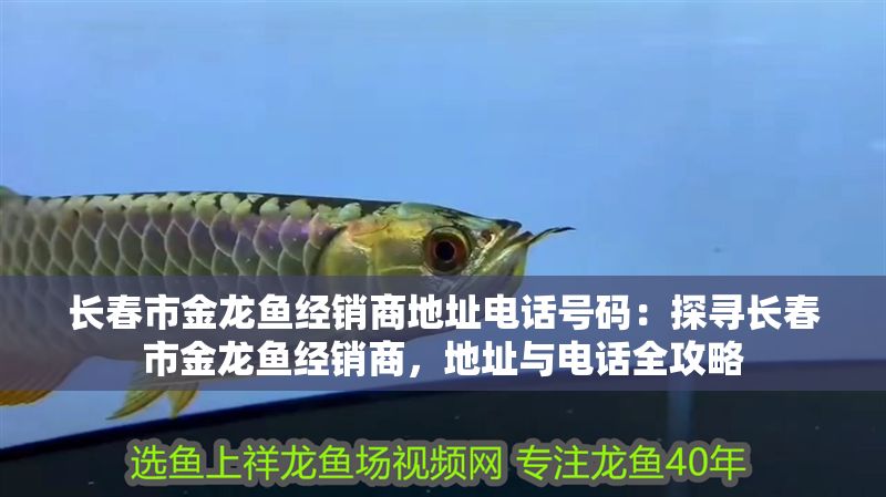 長春市金龍魚經銷商地址電話號碼：探尋長春市金龍魚經銷商，地址與電話全攻略