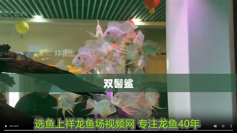 雙髻鯊 雙髻鯊 龍魚論壇