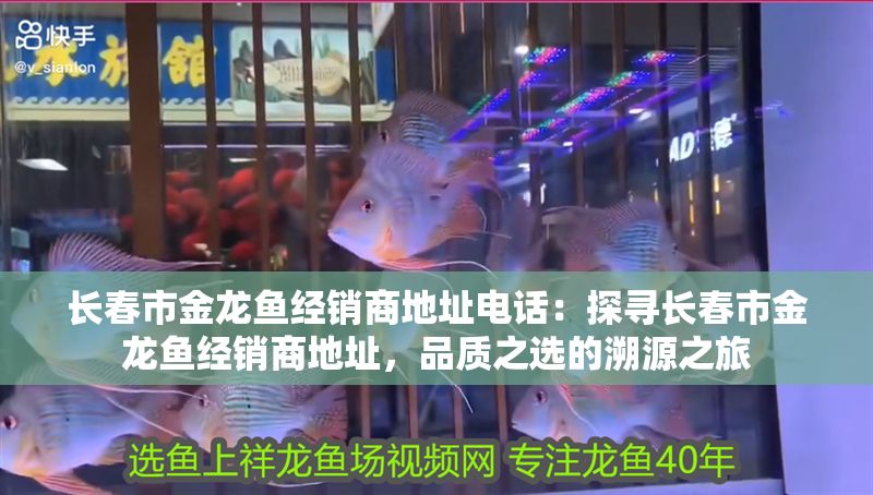 長春市金龍魚經銷商地址電話：探尋長春市金龍魚經銷商地址，品質之選的溯源之旅