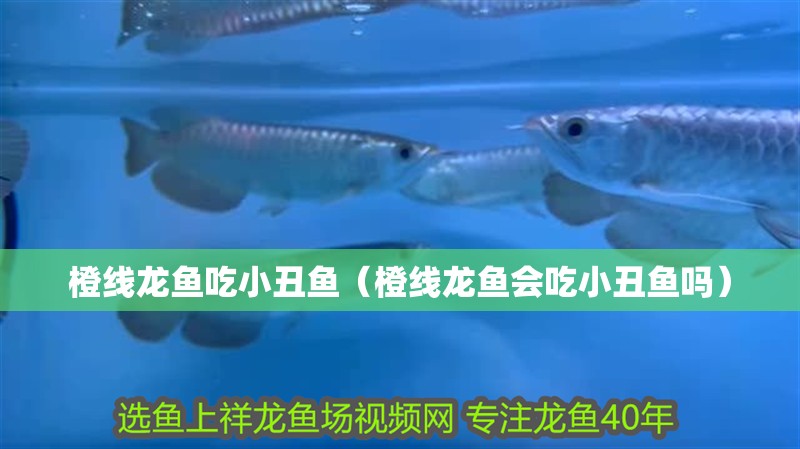 橙線龍魚吃小丑魚（橙線龍魚會(huì)吃小丑魚嗎）