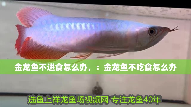 金龍魚不進食怎么辦，：金龍魚不吃食怎么辦