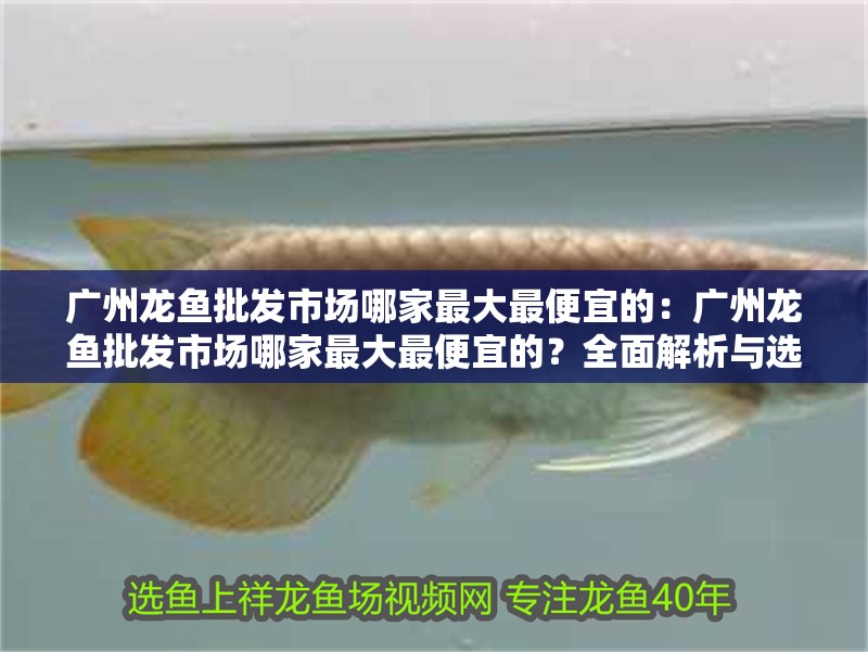 廣州龍魚(yú)批發(fā)市場(chǎng)哪家最大最便宜的：廣州龍魚(yú)批發(fā)市場(chǎng)哪家最大最便宜的？全面解析與選購(gòu)指南