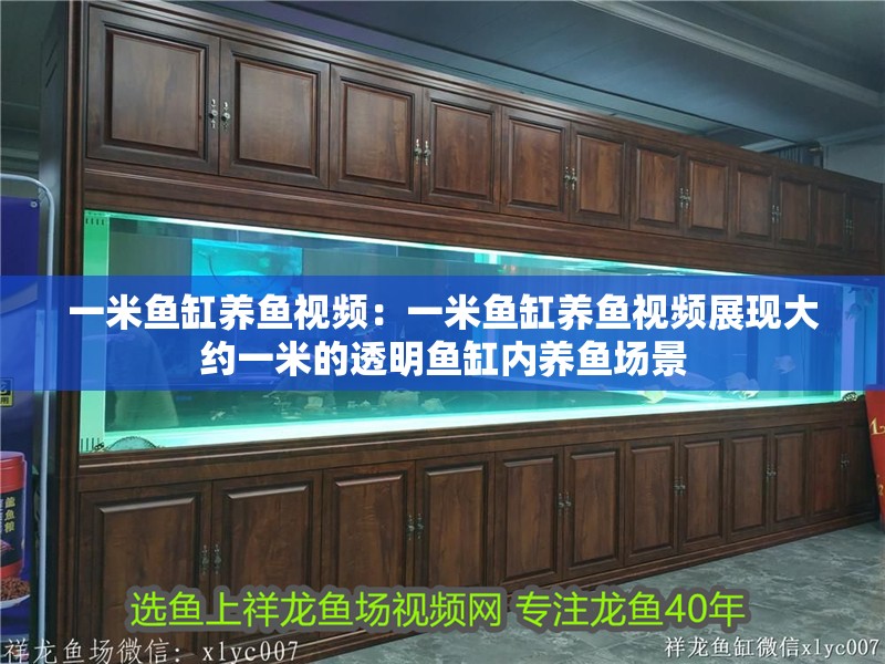 一米魚缸養魚視頻：一米魚缸養魚視頻展現大約一米的透明魚缸內養魚場景