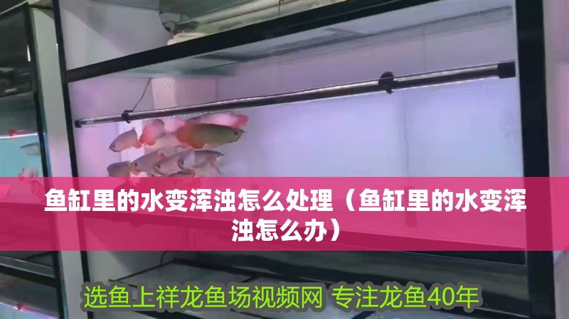 魚缸里的水變渾濁怎么處理（魚缸里的水變渾濁怎么辦） 魚缸里的水變渾濁怎么處理（魚缸里的水變渾濁怎么辦） 魚缸百科