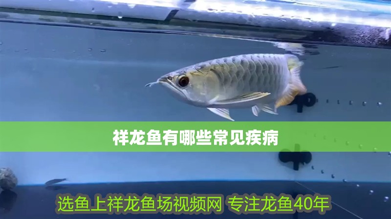 祥龍魚有哪些常見疾病