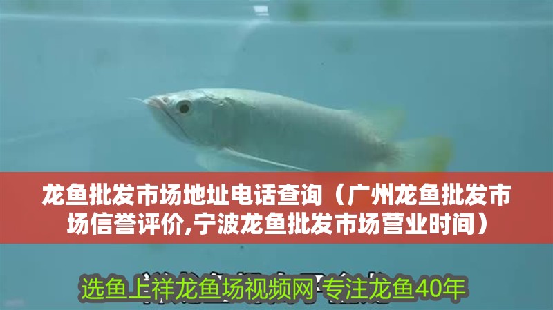 龍魚批發(fā)市場地址電話查詢（廣州龍魚批發(fā)市場信譽評價,寧波龍魚批發(fā)市場營業(yè)時間）