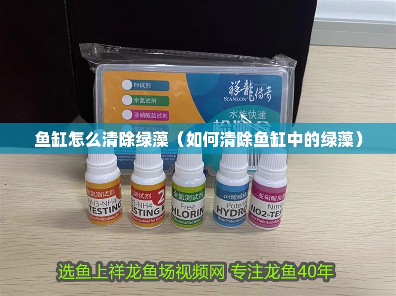 魚缸怎么清除綠藻（如何清除魚缸中的綠藻） 魚缸怎么清除綠藻（如何清除魚缸中的綠藻） 魚缸百科