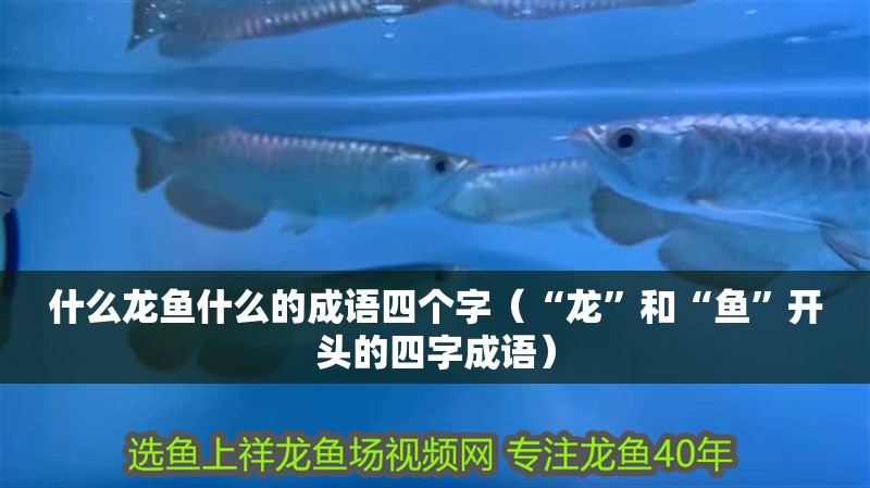 什么龍魚什么的成語四個字（“龍”和“魚”開頭的四字成語）