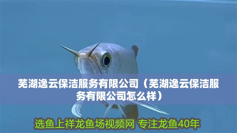 蕪湖逸云保潔服務(wù)有限公司（蕪湖逸云保潔服務(wù)有限公司怎么樣）