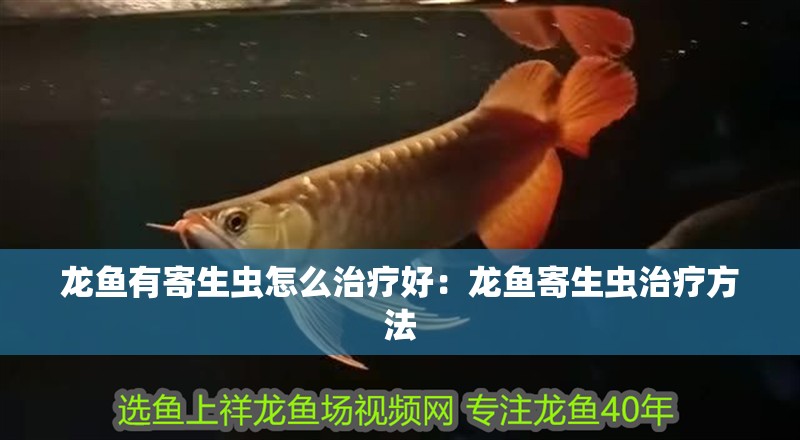 龍魚有寄生蟲怎么治療好：龍魚寄生蟲治療方法