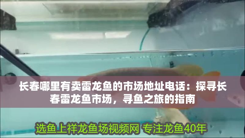 長(zhǎng)春哪里有賣雷龍魚(yú)的市場(chǎng)地址電話：探尋長(zhǎng)春雷龍魚(yú)市場(chǎng)，尋魚(yú)之旅的指南