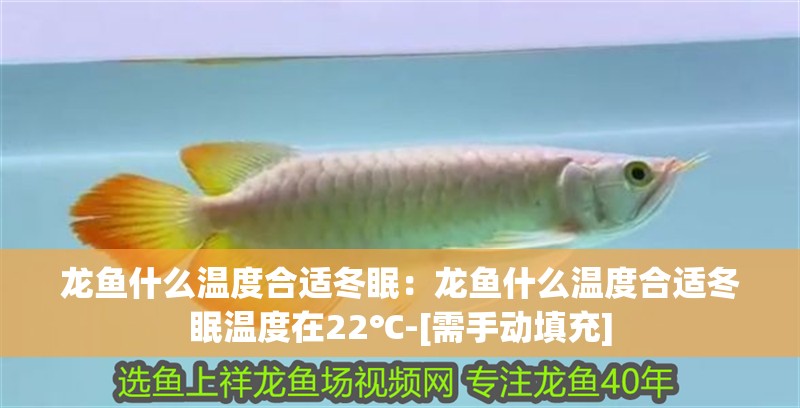 龍魚什么溫度合適冬眠：龍魚什么溫度合適冬眠溫度在22℃-[需手動填充]