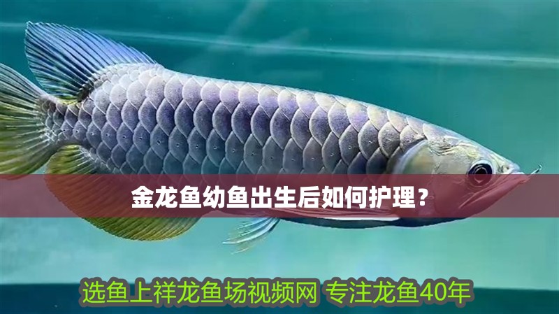 金龍魚幼魚出生后如何護理？
