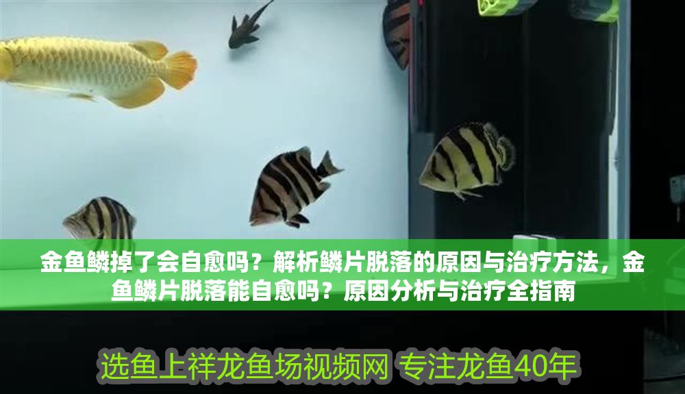 金魚鱗掉了會自愈嗎？解析鱗片脫落的原因與治療方法，金魚鱗片脫落能自愈嗎？原因分析與治療全指南