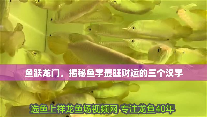 魚躍龍門，揭秘魚字最旺財運的三個漢字