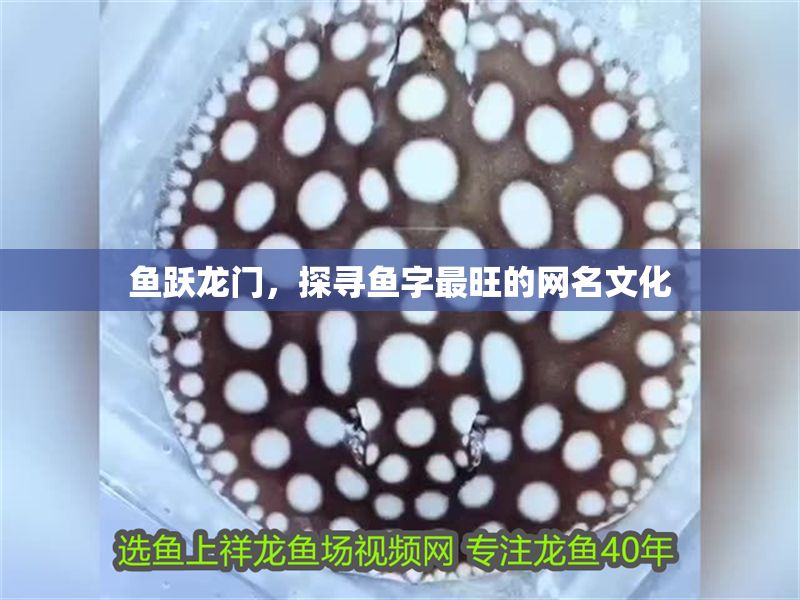 魚躍龍門，探尋魚字最旺的網名文化 魚躍龍門，探尋魚字最旺的網名文化 龍魚百科 第1張