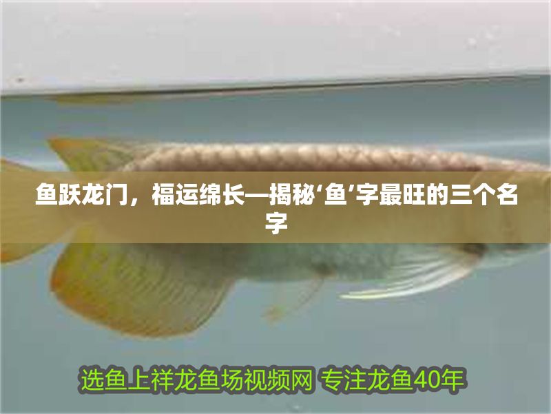 魚躍龍門，福運綿長—揭秘‘魚’字最旺的三個名字