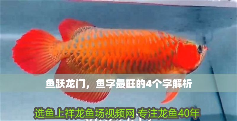 魚躍龍門，魚字最旺的4個字解析 魚躍龍門，魚字最旺的4個字解析 龍魚百科 第1張