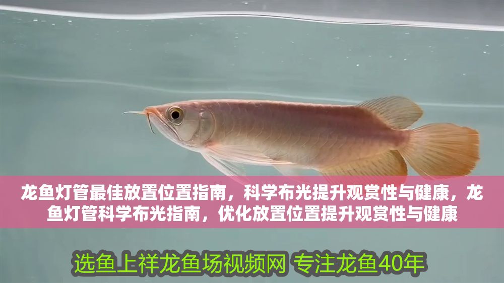 龍魚(yú)燈管最佳放置位置指南，科學(xué)布光提升觀賞性與健康，龍魚(yú)燈管科學(xué)布光指南，優(yōu)化放置位置提升觀賞性與健康