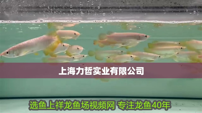 上海力哲實業(yè)有限公司 上海力哲實業(yè)有限公司 全國水族館企業(yè)名錄