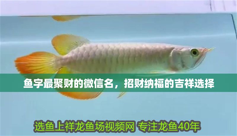 魚字最聚財?shù)奈⑿琶?，招財納福的吉祥選擇