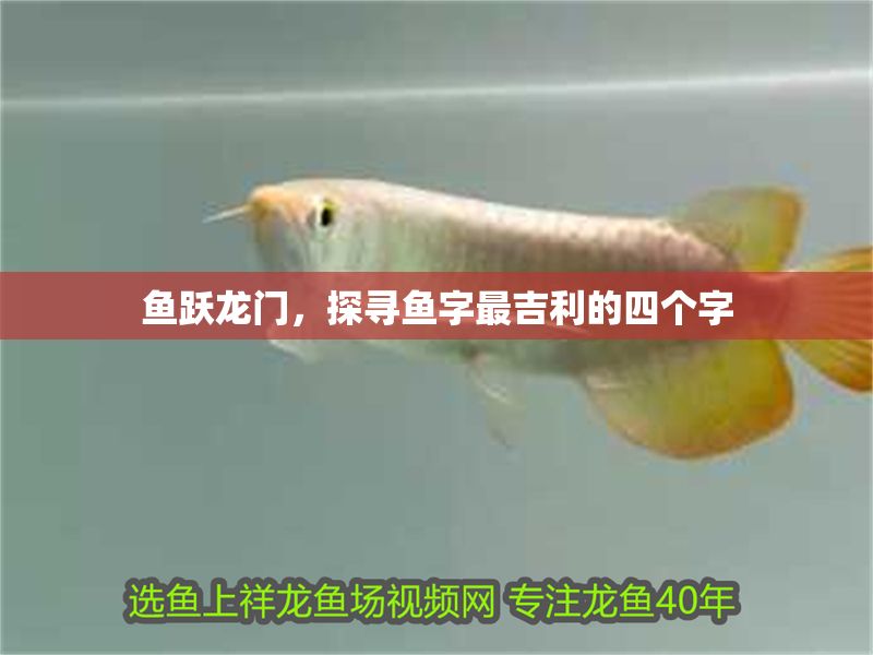 魚躍龍門，探尋魚字最<strong><mark>吉利</mark></strong>的四個字