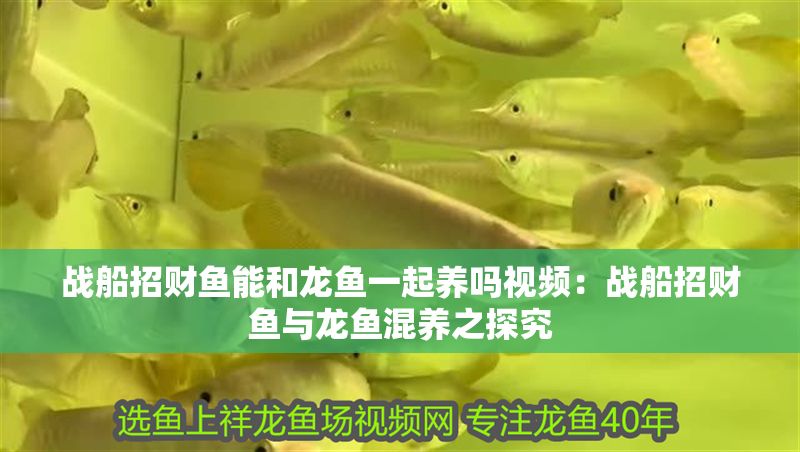 戰(zhàn)船招財(cái)魚能和龍魚一起養(yǎng)嗎視頻：戰(zhàn)船招財(cái)魚與龍魚混養(yǎng)之探究